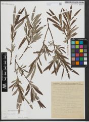 Foto von Salix viminalis L.